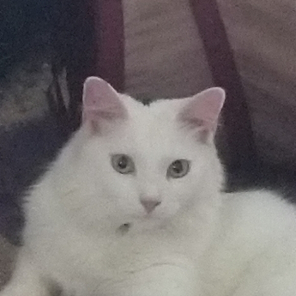 Meet your Posher, Elizabeth - Picture 6 of 16